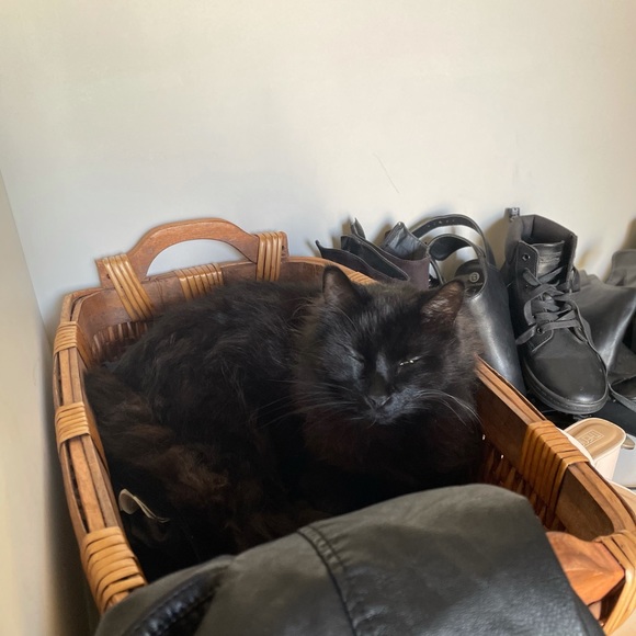 Meet your Posher, Bronte - Picture 1 of 1